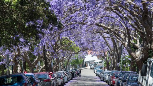  Jacaranda trees are not native to Australia, but can be found around Sydney and are popular for their stunning purple blooms in spring. (Getty)