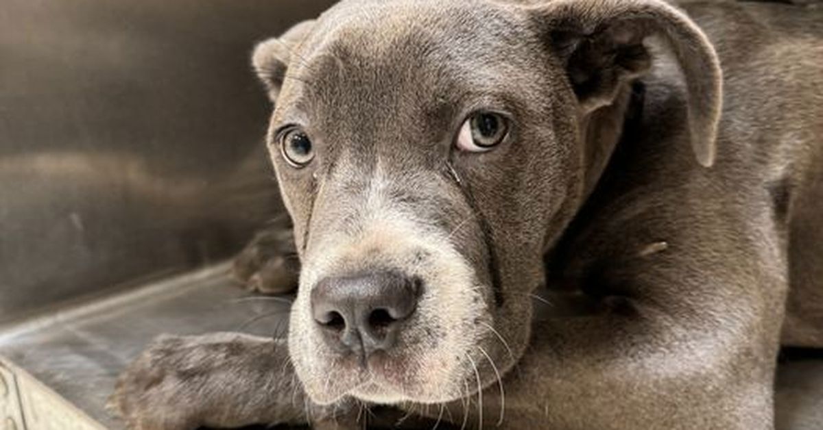 Dog found alongside note in the US finds her forever home