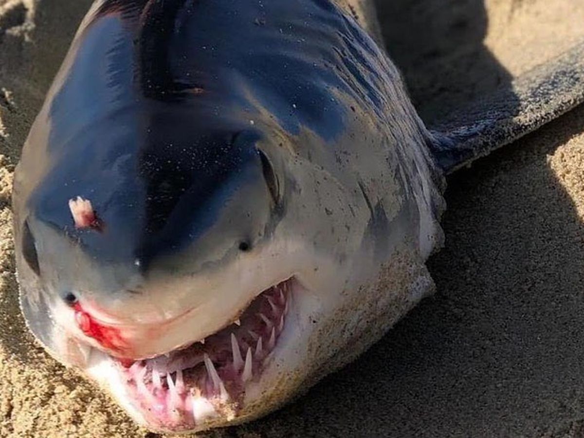 shark with no eyes