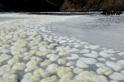 Great Southern Reef Foundation Algal Bloom