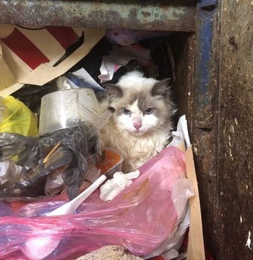 A Sydney man has pleaded guilty to animal cruelty charges after throwing his girlfriend’s cat down a seven-storey garbage chute and failing to seek medical treatment for it.
