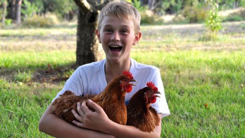 Josh's hens lay about 55,000 eggs each week. (Josh's Rainbow Eggs)