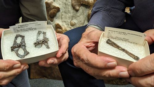 این استخوان‌ها در اواخر دهه 1980 کشف شدند و ایده‌ای درباره نحوه زندگی، پرورش و پرواز پتروسارها به دست می‌دهند. 