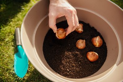 Planting flower bulbs, tulips, in the ground