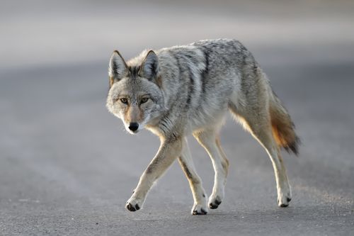 A Florida local fought off a wild coyote using a coffee thermos, while out on a walk near his Lake County home on Friday.