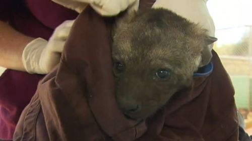 The sex of the adorable hyenas is yet to be determined. (9NEWS)