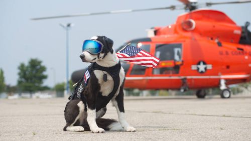 Meet Piper, the US airport K-9 who keeps runways safe