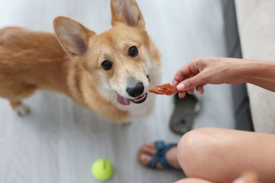 Woman giving corgi dog piece of meat at home. Choosing animal feed concept