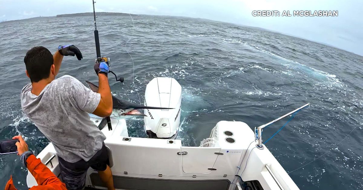 Sydney fisherman narrowly avoids being impaled by marlin – 9News