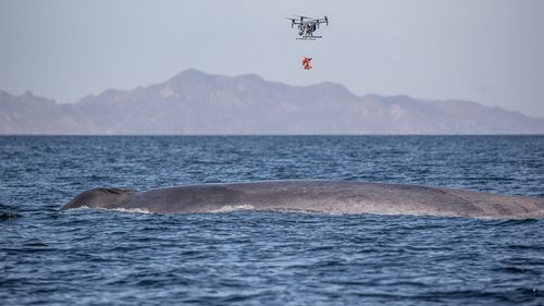 Whales are tagged to collect data about their movements.