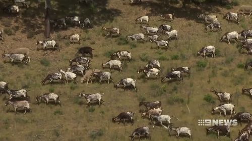 Dozens of goat herds are being deployed across parts of Portugal ahead of the bushfire season. Picture: 9NEWS