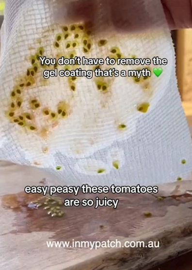 Tomato seeds saved on a paper towel.
