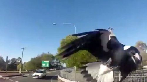 A Queensland cyclist has captured footage of a magpie attack. 