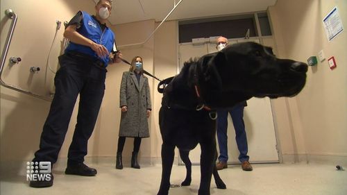 Detector dogs will be unleashed at Adelaide's Lyell McEwin Hospital as part of a pilot study to help screen for COVID-19.