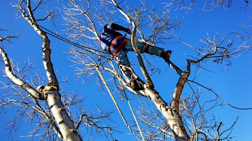 Arborist tree surgeon (file)