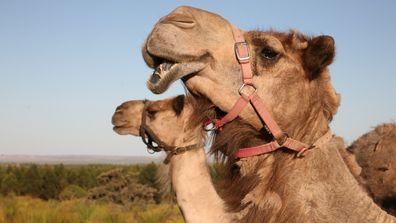 Good Earth Dairy makes pure Australian camel milk