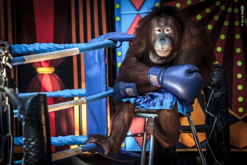 "Losing the fight" shows an orangutan in Bangkok, Thailand.