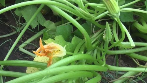 Man plants mysterious 'studded earrings' seeds sent from China to US