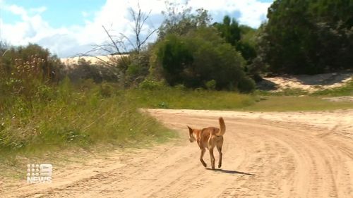 Family members of a young girl attacked by a dingo on K'gari Fraser Island are being praised for their quick actions with emergency services revealing they have to wrestle her from the animal's jaws.