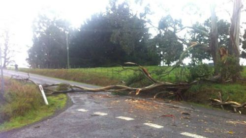 Wild weather brings tree down across main road in Sheffield, Tasmania. (Photo: Talia Paz)