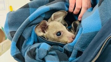 The kangaroo joeys were allegedly found to be illegally kept by a 27-year-old man in the NSW&#x27;s Hunter Valley region. 