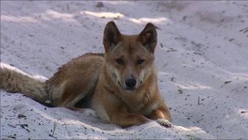A Dingo on Fraser Island.