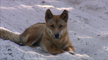 Dingo on Fraser Island drags toddler from campervan, dad fights pack