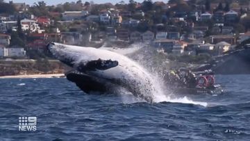 Whale watching season returns in Sydney
