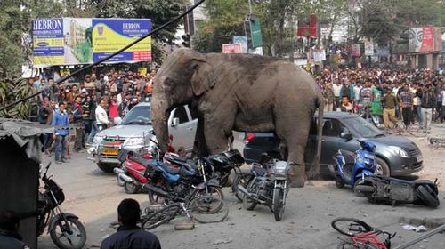 More than 100 homes and shops have been damaged during an elephant's seven-hour long rampage through a city in India's north.   The wild elephant first smashed into huts in a nearby village before heading into the city of Siligul, charging through fences, damaging homes and knocking into cars and motorbikes.  It took several tranquiliser darts to sedate the elephant, which had injured itself in the rampage.  Authorities believe the female was without a herd and was probably looking for food.  It was taken to a park to stay with domesticated elephants but officials hope to return it back to the wild.