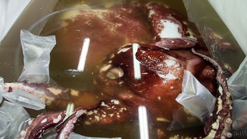 The squid was defrosted in the labs to be examined by the research team. (Getty Images)
