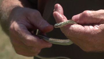 Silver serpent found in NSW is world's second deadliest snake