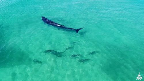 Stunning footage of sharks, schools of fish and even a surfing whale have been captured off the coast of Queensland's Fraser Island, giving a rare aerial look at the region's aquatic life.
