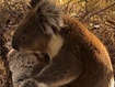 A koala &#x27;mourning&#x27; a dead friend.