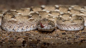 This image of Saw Scaled Viper is taken at Rajasthan in India.