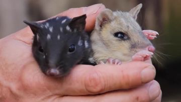 Formerly extinct quoll reintroduced to mainland Australia after 50 years