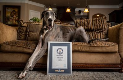 Zeus the Great Dane, tallest male dog, dies aged 3.