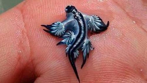 Two blue dragons, or Glaucus atlanticus, were found on the beaches of Guardamar del Segura.