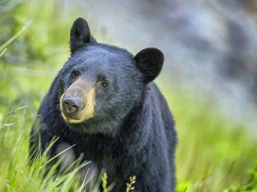Florida has an estimated 4,000 black bears, wildlife officials say.