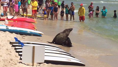 The seal swam ashore, surprising beachgoers in Melbourne. (9NEWS)