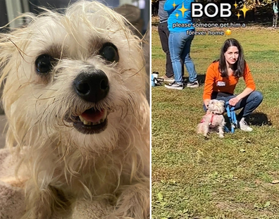 Rescue dog Bob Parr, dubbed "Bob the dog", went viral across social media after he was overlooked at a New York adoption event.