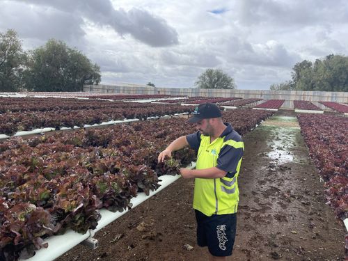 Anthony Musolino estimates yesterday's hail storm caused around $300,000 worth of damage to his lettuce crop. 