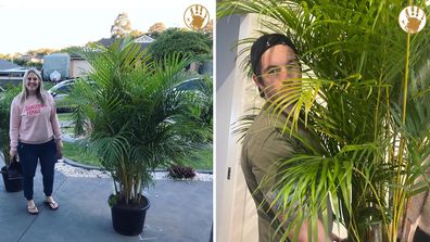 Aussie dad blogger shares the hilarious story behind his wife's latest indoor plant buys. 