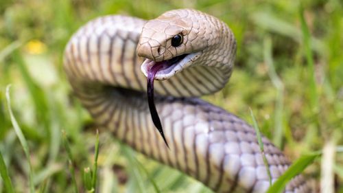 The highly venomous eastern brown snake.
