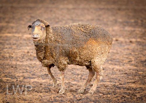 A sheep somehow manages to stay on its feet despite being badly burned. (Image courtesy of Levi Williams)