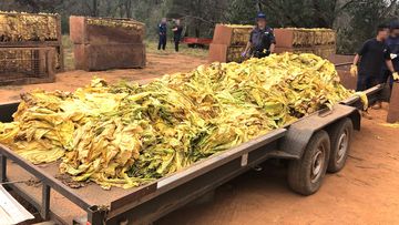 ATO and NSW Police seize and destroy illicit tobacco crops.