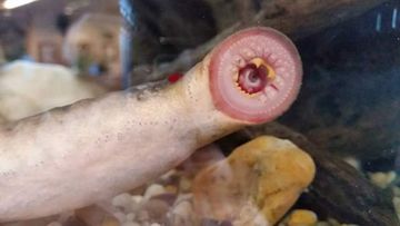 Four Arctic lamprey fish fell from the sky in the Alaskan town of Fairbank. (Alaska Department of Fish and Game - Facebook)