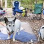 Vet's urgent warning for owners taking their dogs camping