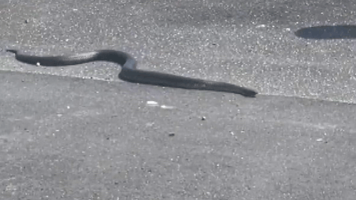 A metre long tiger snake has been spotted slithering out of a car wheel in Tasmania. 