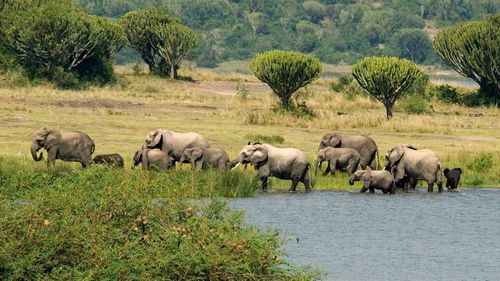 Queen Elizabeth National Park is known for its abundant wildlife.