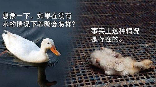 Animal activists target Peking duck fans in graphic new ad
